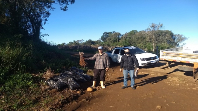 Mudas de videira são entregues a produtores do município